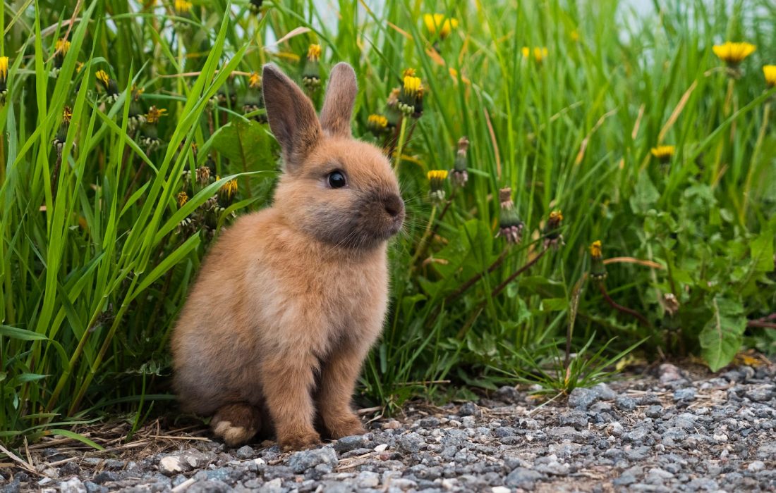 Inflamación del conducto lagrimal en conejos
