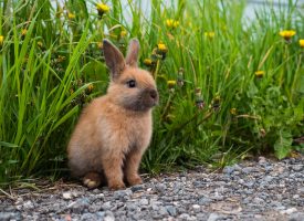 Inflamación del conducto lagrimal en conejos