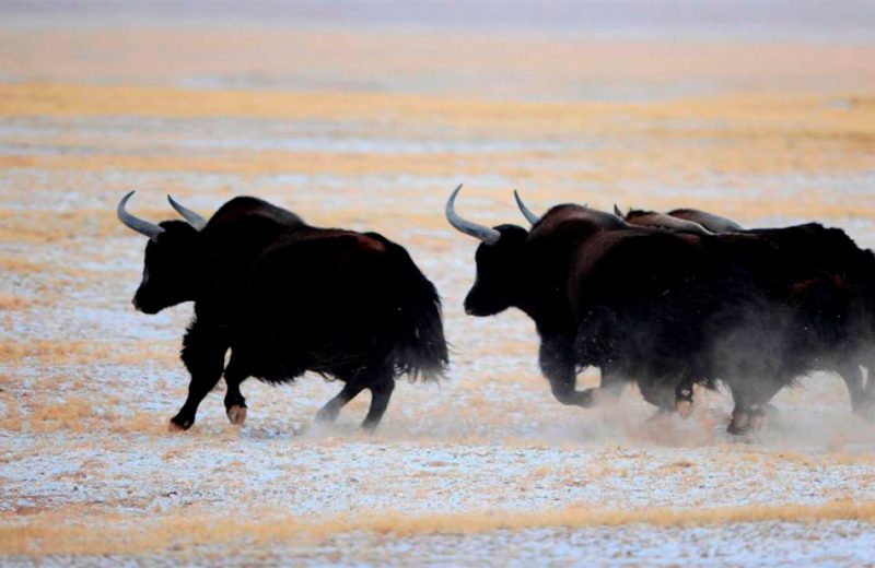 La supervivencia en las alturas de los yaks es por sus células pulmonares