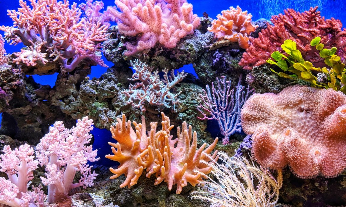 live corals