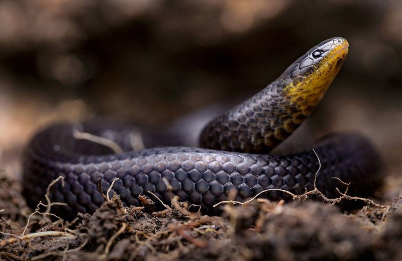Tres nuevas especies de serpientes se ocultaban en cementerios e iglesias de Ecuador
