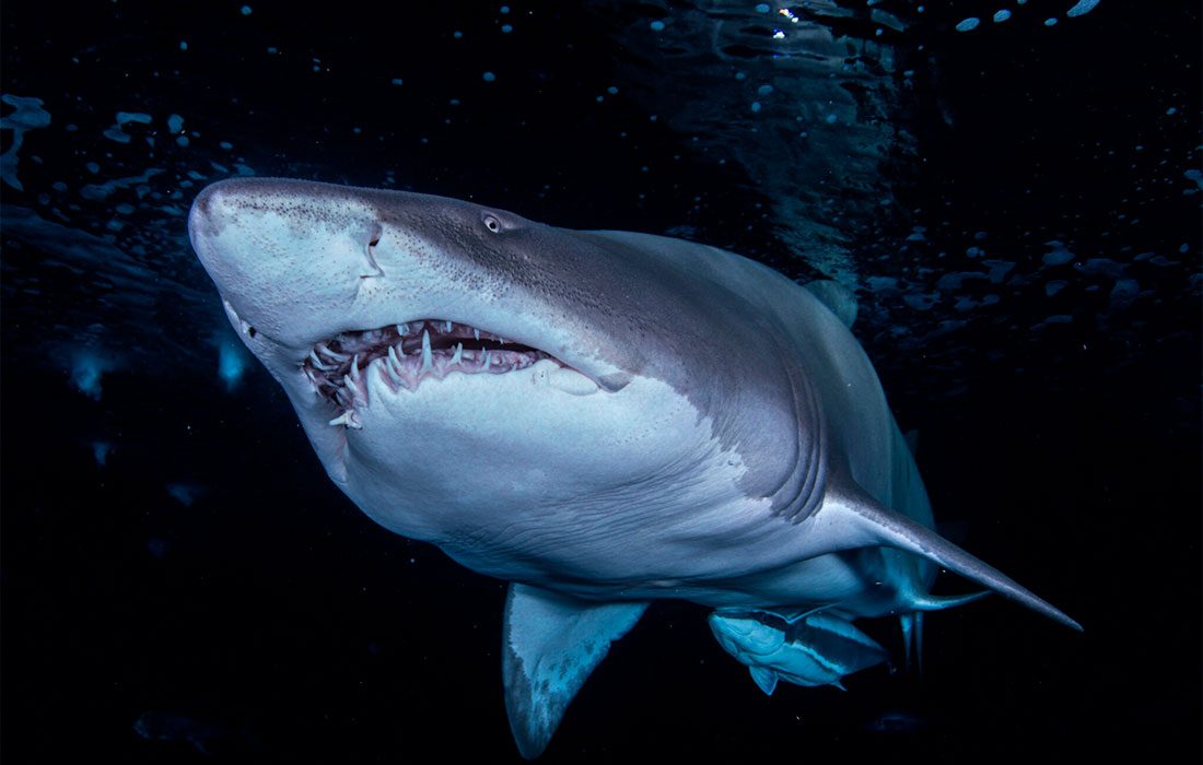Los mayores expertos mundiales en tiburones se reúnen en Valencia para frenar su extinción masiva