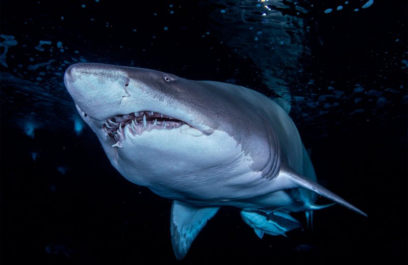 Los mayores expertos mundiales en tiburones se reúnen en Valencia para frenar su extinción masiva