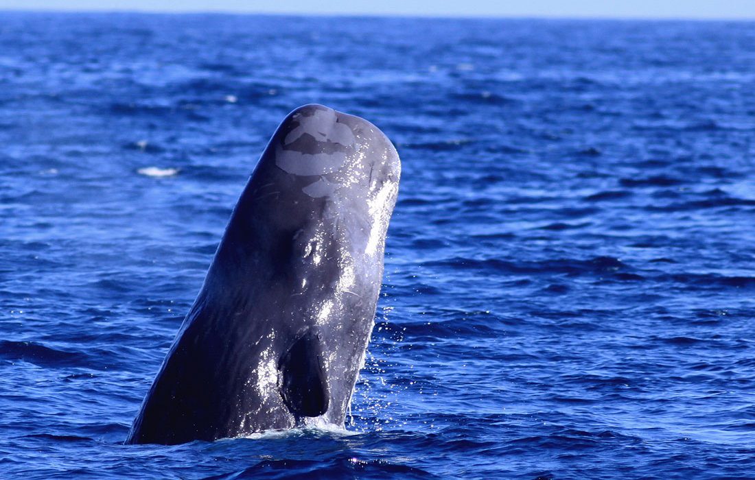 Los cachalotes usan distintas vocalizaciones para identificar diferentes clanes de ballenas, según una nueva investigación