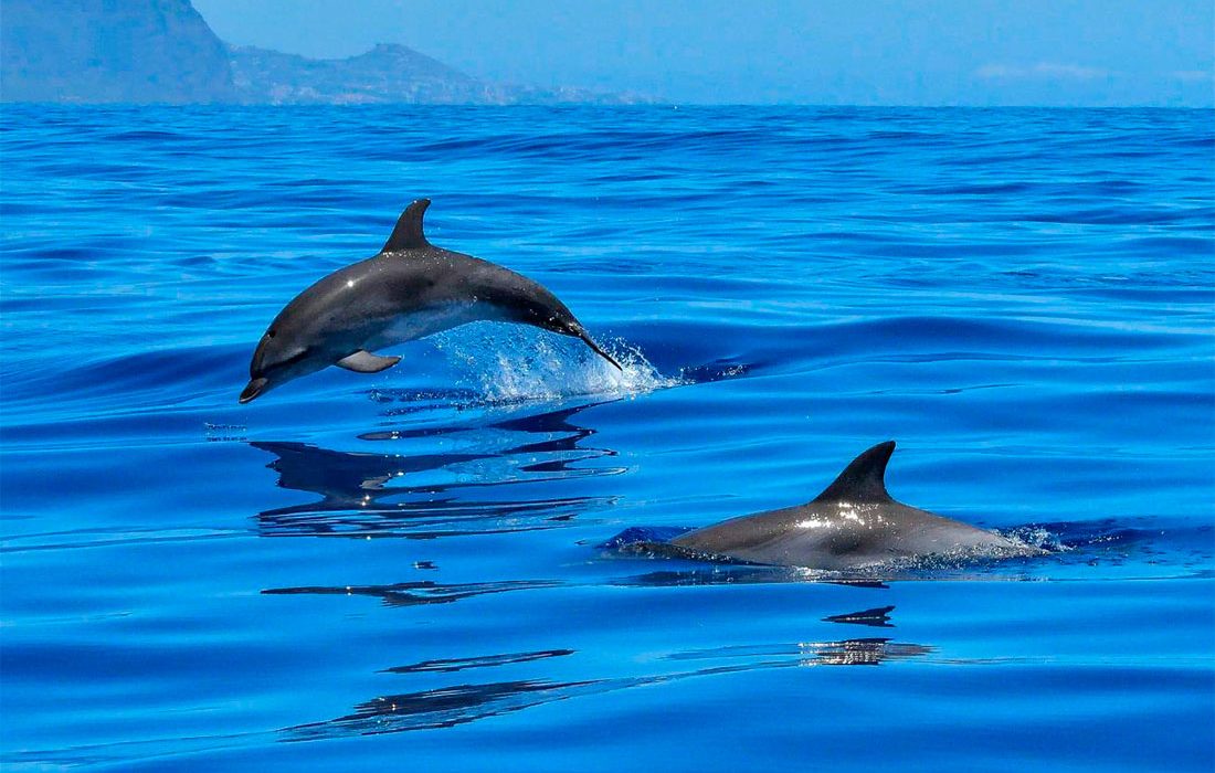 La posición de los delfines en la cadena trófica ha cambiado en los últimos años a causa de la escasez de sus presas habituales