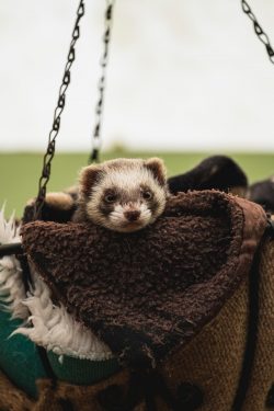 white and black ferret in the bag