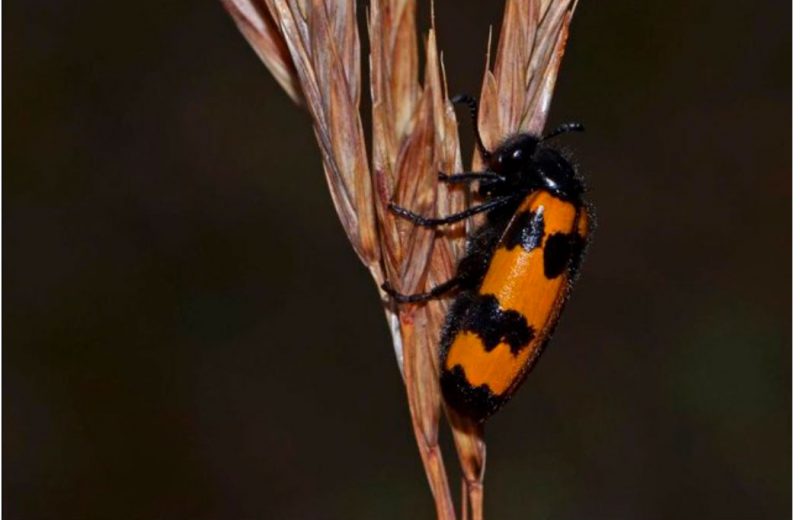 Los cambios en las estrategias para vivir determinan el éxito evolutivo de los coleópteros