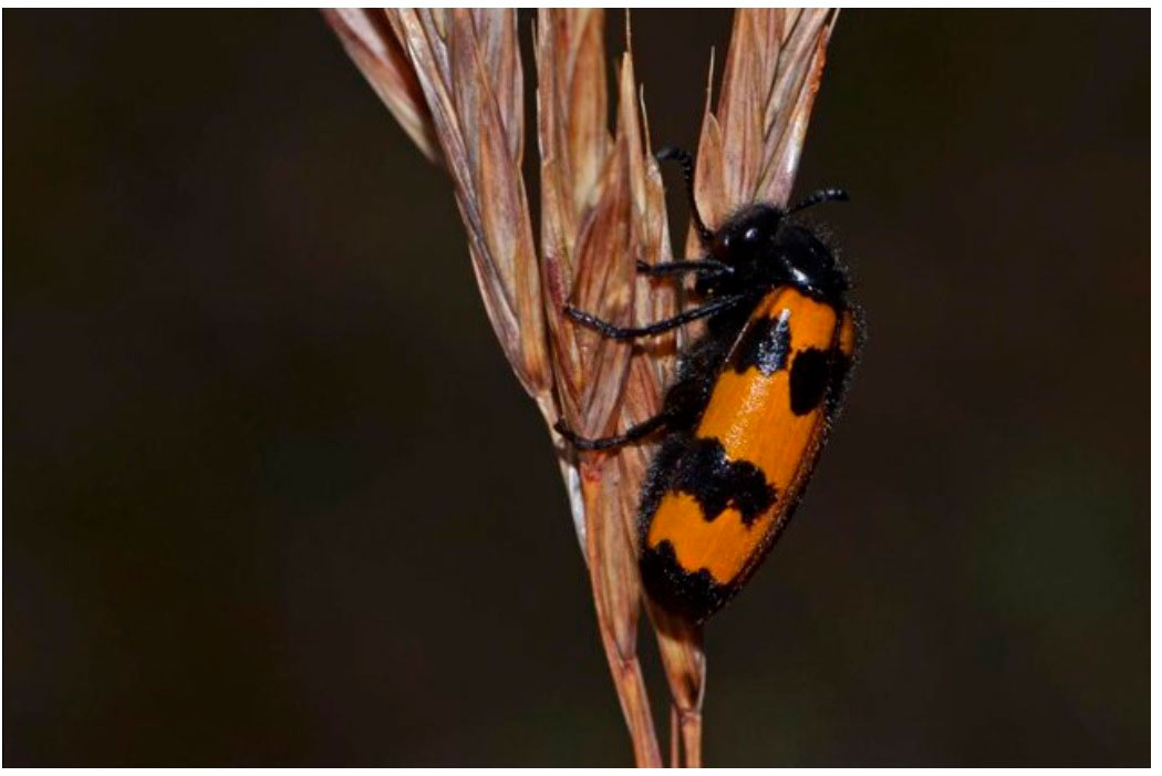 Los cambios en las estrategias para vivir determinan el éxito evolutivo de los coleópteros