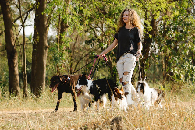 Paseadores de perros: ocho consejos para elegir al más idóneo y que tu animal no sufra