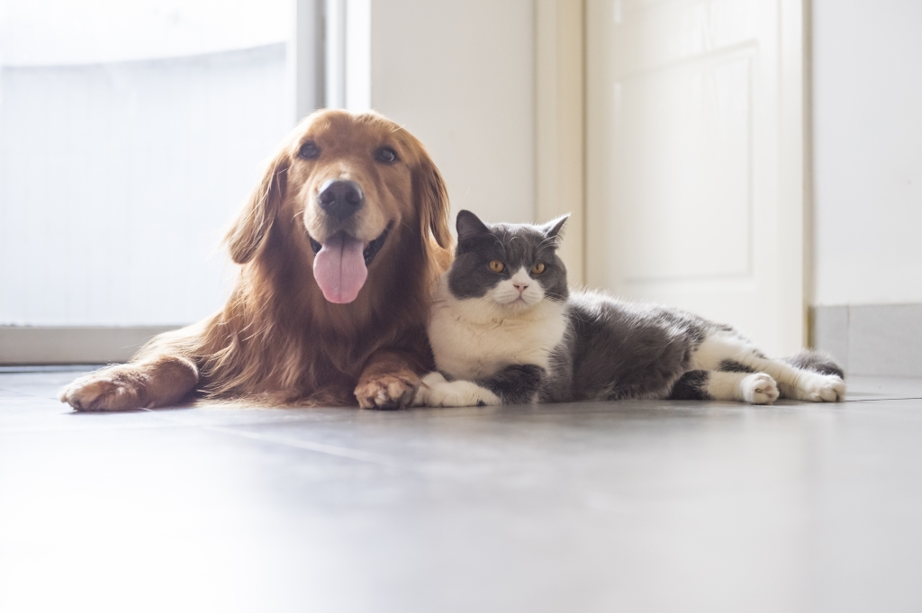 ¿Se puede prohibir tener un perro o un gato en una casa de alquiler con la nueva Ley de Animales?