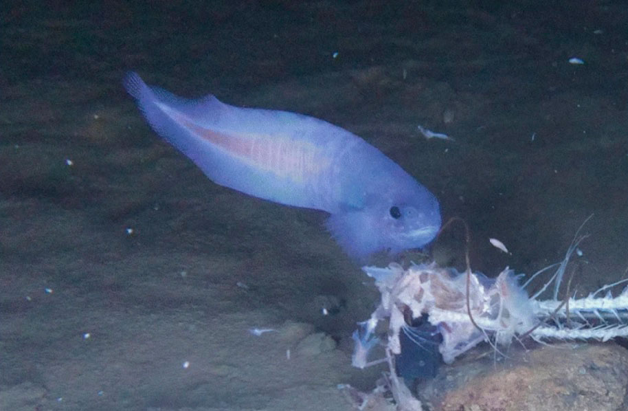 Un nuevo pez caracol azul descubierto en las aguas profundas de la Fosa de Atacama
