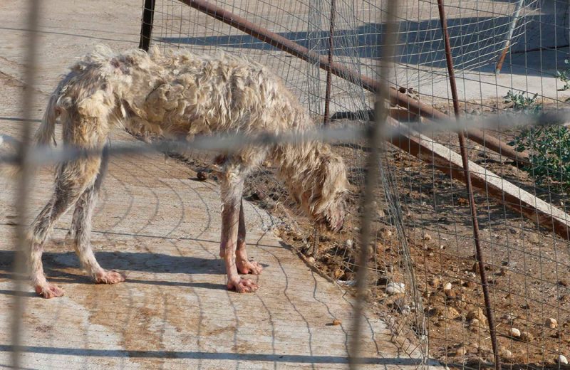 Galgos del Sur denuncia por maltrato animal de tres rehalas de perros de caza