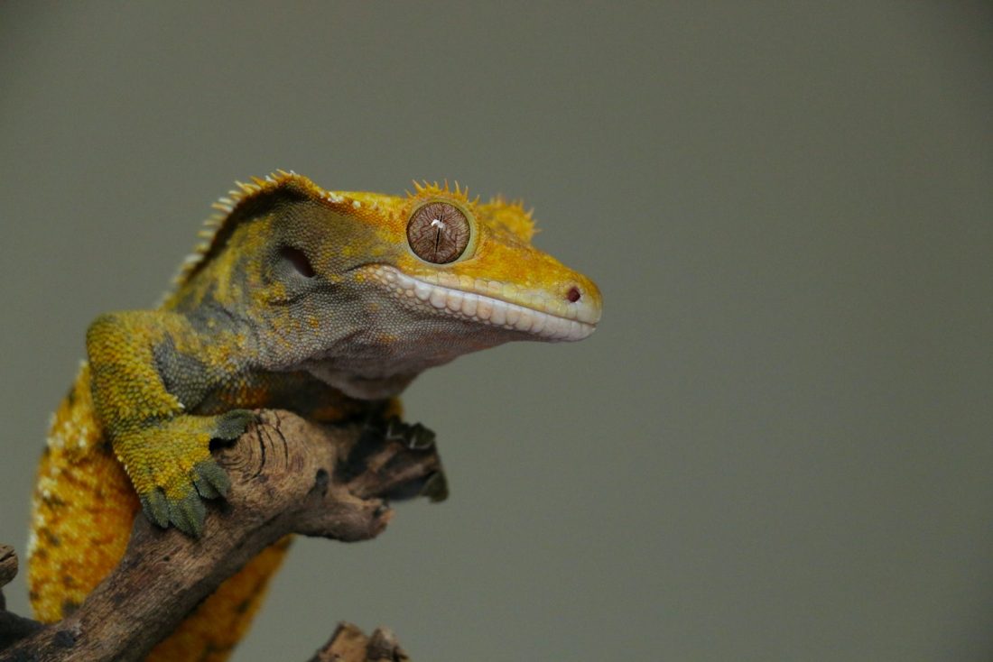 green and yellow lizard on brown wood