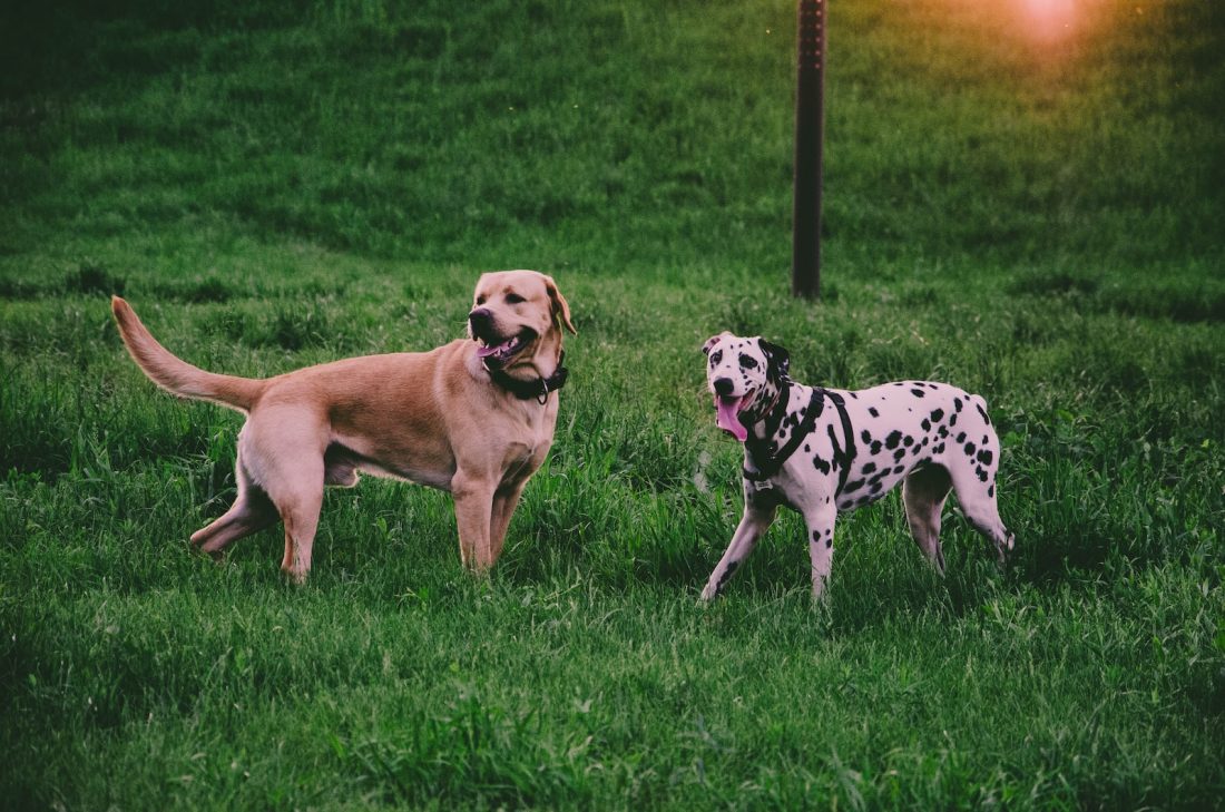 two adult tan dog and dalmatian