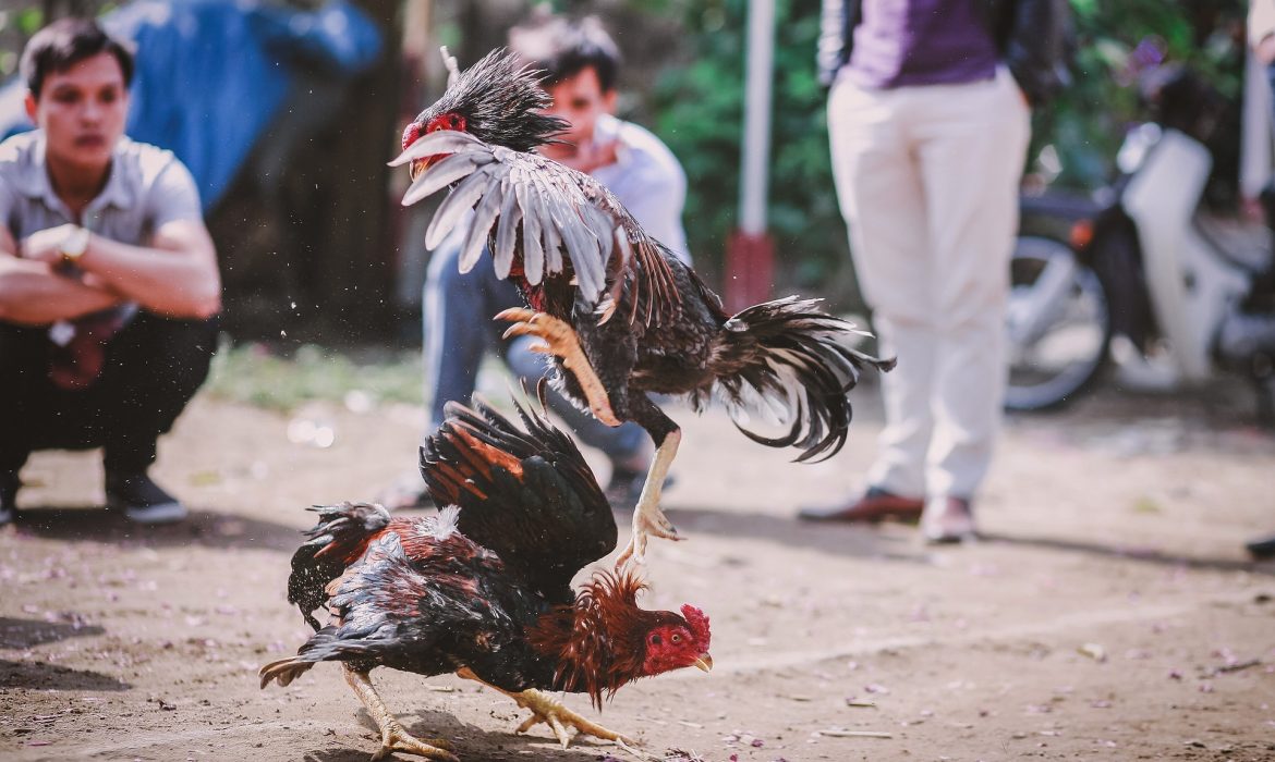 Peleas de gallos: legalidad de un maltrato “tradicional”