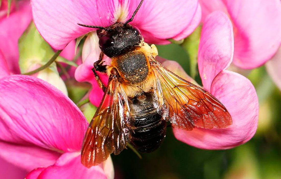 La abeja gigante de la resina invade Europa