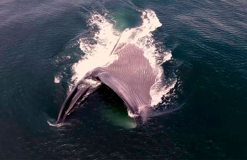 Las ballenas ingieren millones de microplásticos por día