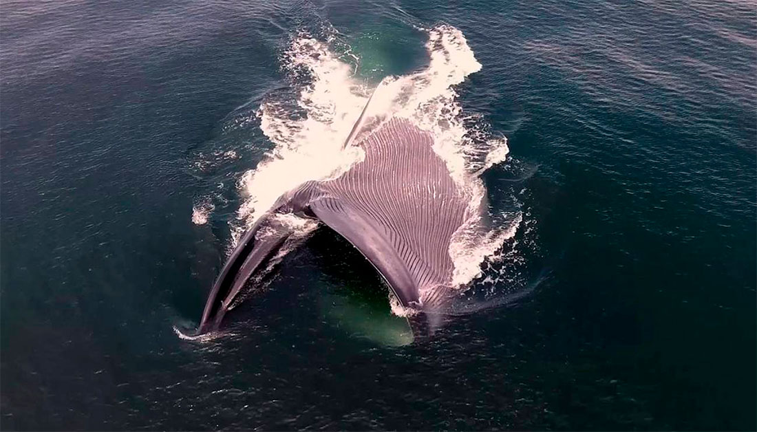 Las ballenas ingieren millones de microplásticos por día