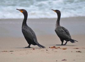 Asturias asesina cormoranes injustificadamente