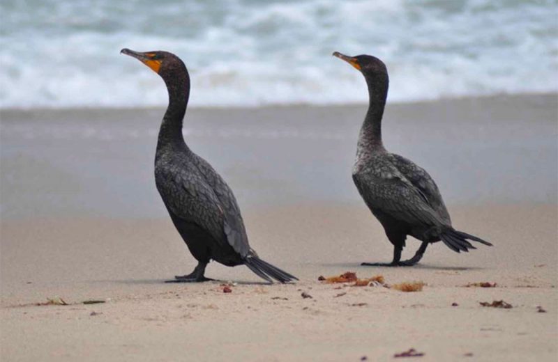 Asturias asesina cormoranes injustificadamente