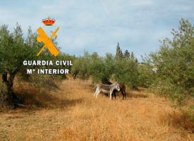 37 perros, gallos de pelea y burros en pésimas condiciones intervenidos en Coín (Málaga)