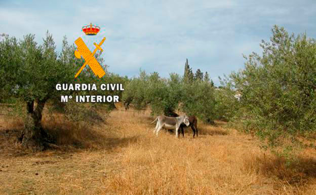 37 perros, gallos de pelea y burros en pésimas condiciones intervenidos en Coín (Málaga)