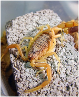 Escorpión dorado