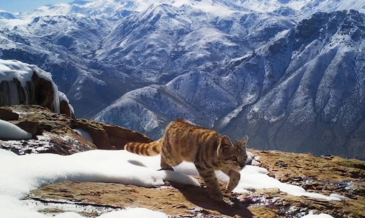 El gato andino, uno de los felinos más amenazados del mundo