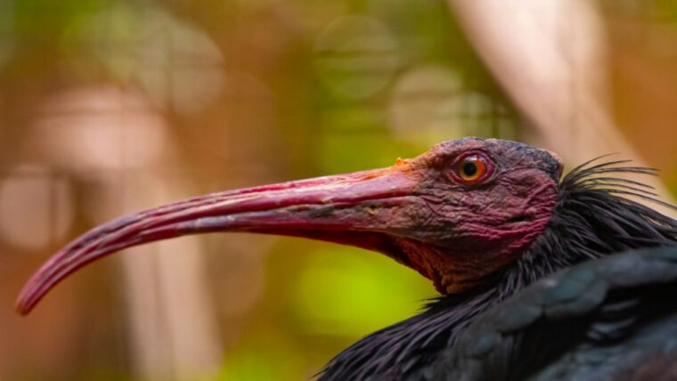 Liberados dos ibis ermitaños del Zoo de Barcelona en Cádiz