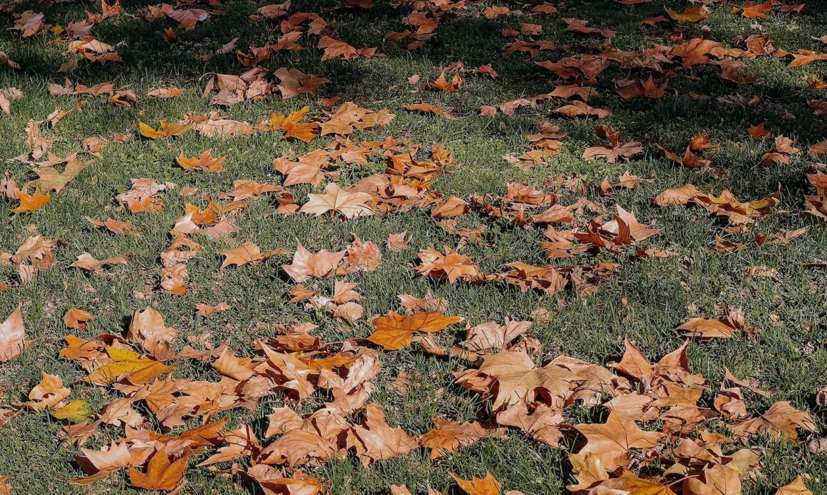 Retirada de las hojas secas en las ciudades, ¿qué se hace con ellas?