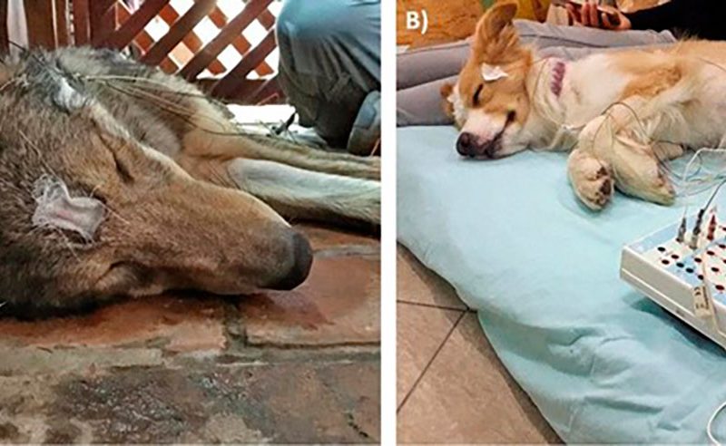 ¿Duermen los lobos como los perros?