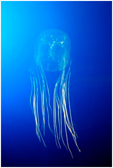 Medusa avispa de mar