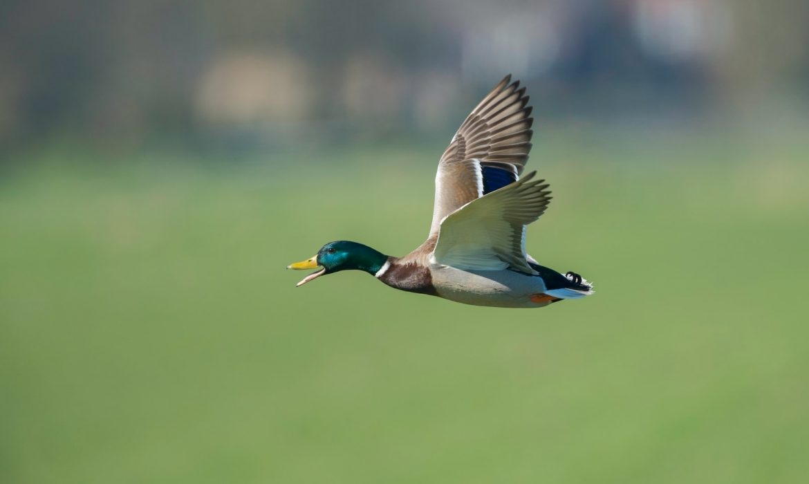 shallow focus photo of flying goose
