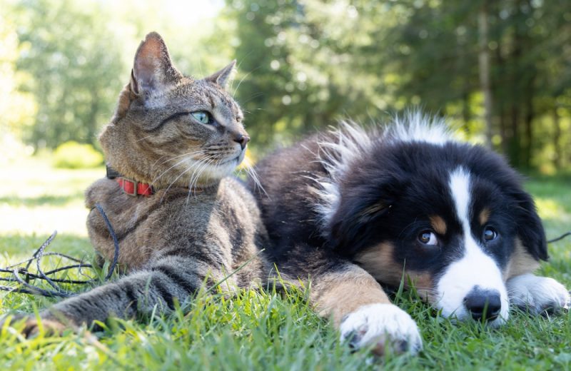 Las mascotas ayudan a sobrellevar situaciones estresantes