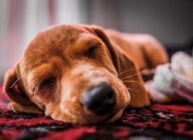 El patrón del sueño en los perros