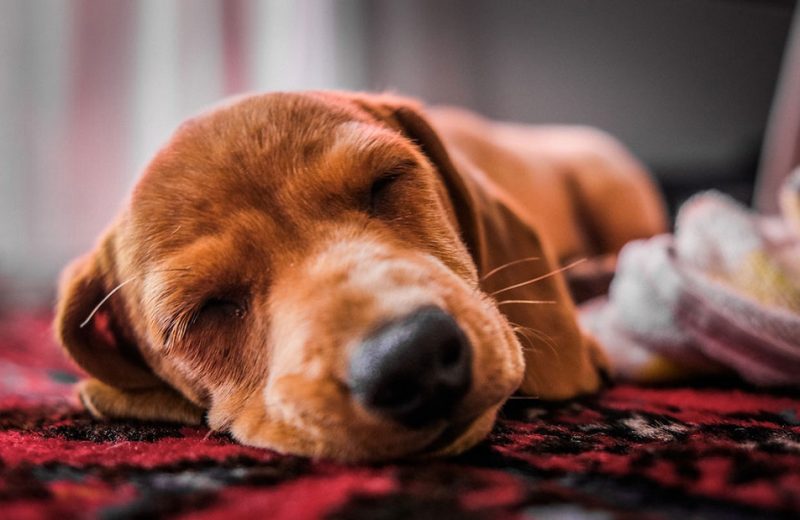 El patrón del sueño en los perros