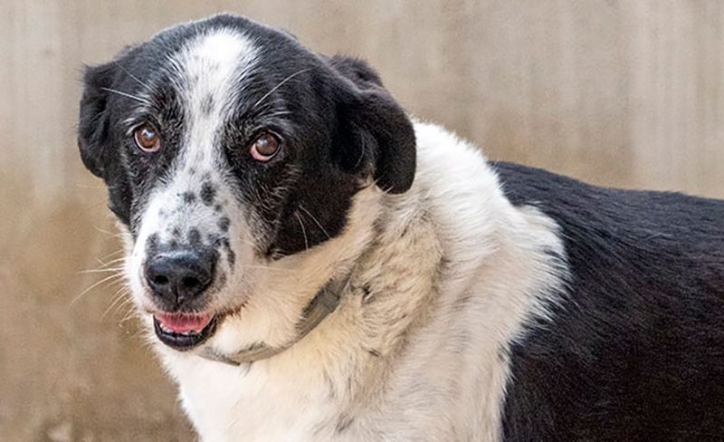 21º Desfile para adoptar perros abandonados de A.U.P.A. y BIOPARC será el 18 de diciembre