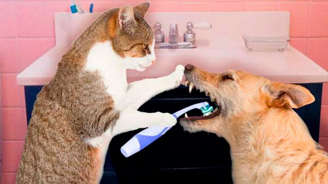 Enfermedades dentales en perros y gatos
