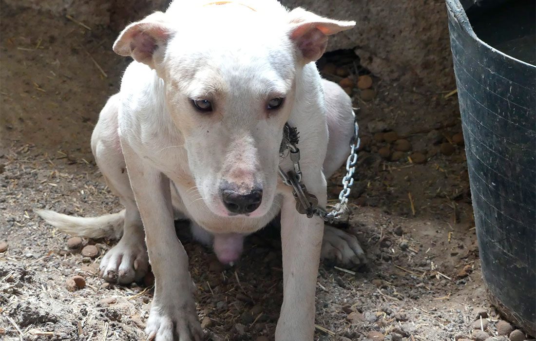 Condenados dos rehaleros de Granada por maltratar a 21 perros de caza provocando la muerte de 5