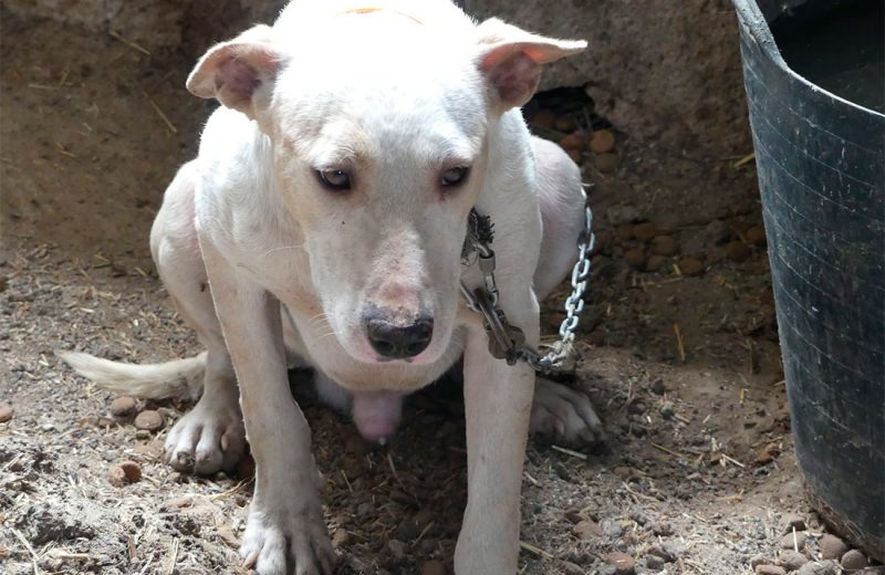 Condenados dos rehaleros de Granada por maltratar a 21 perros de caza provocando la muerte de 5