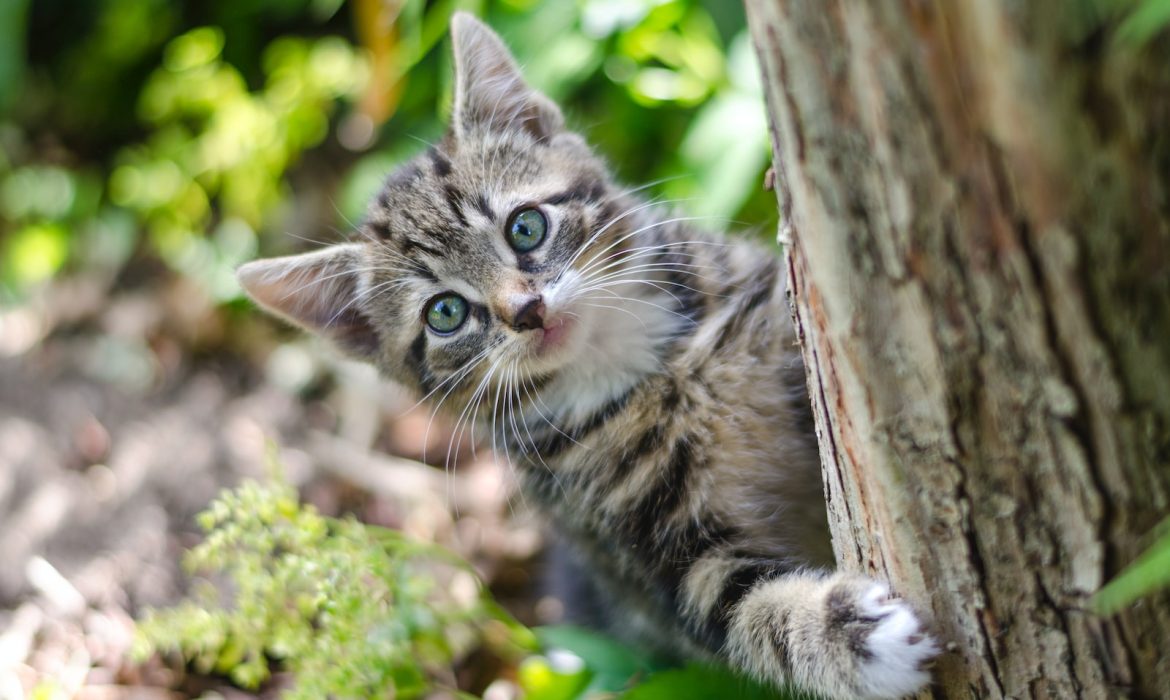 gray tabby kitten on tree