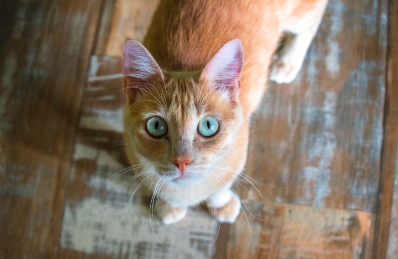 Los gatos domésticos saben cómo conseguir lo que quieren de sus compañeros humanos
