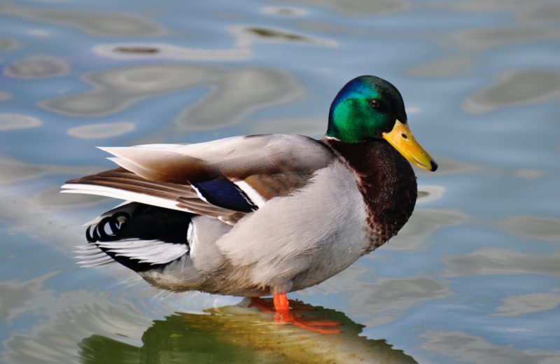 green, gray, and brown mallard duck in body of water