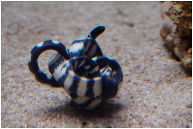 Serpiente marina