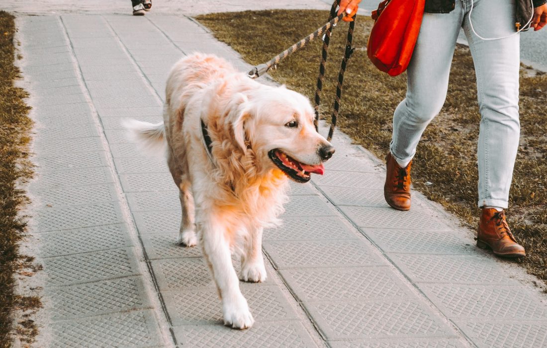 La Real Sociedad Canina de España presenta su prueba de sociabilidad como opción consolidada para verificar las aptitudes de convivencia de los perros, tal y como exigirá la Ley de Bienestar Animal