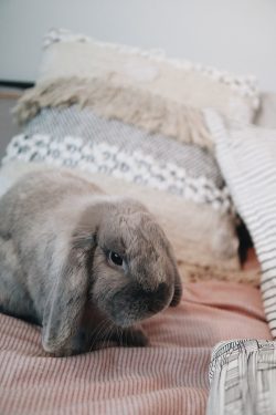 brown rabbit on white textile