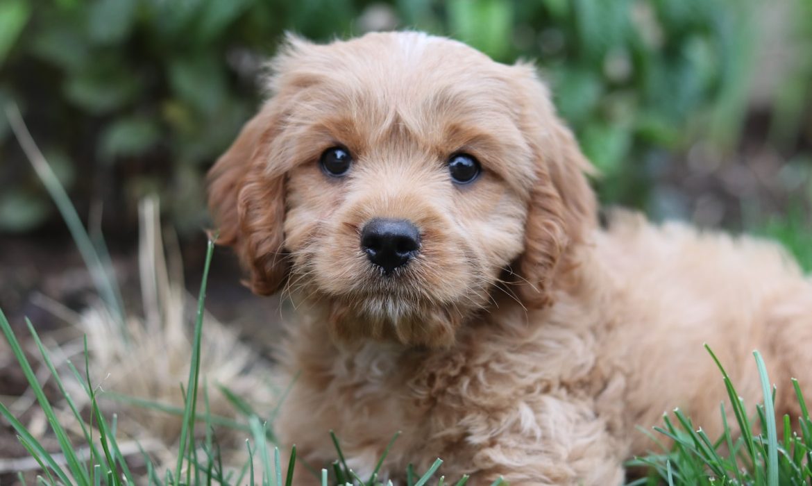 brown puppy on green grass