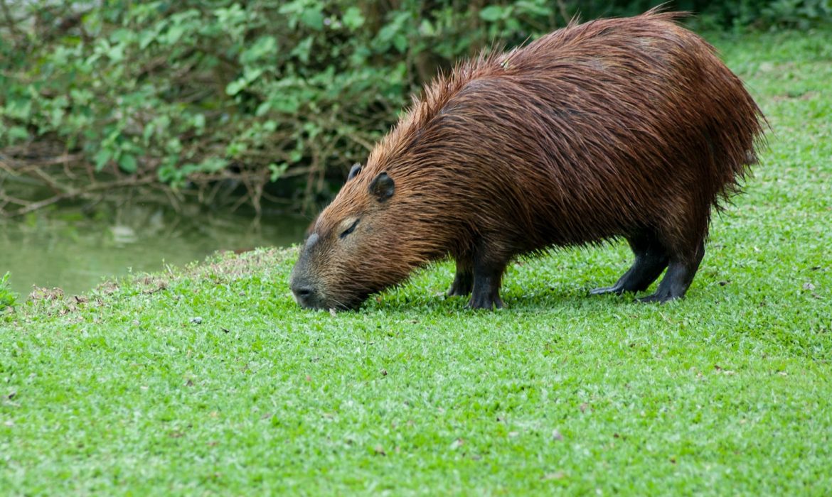beaver eating grass