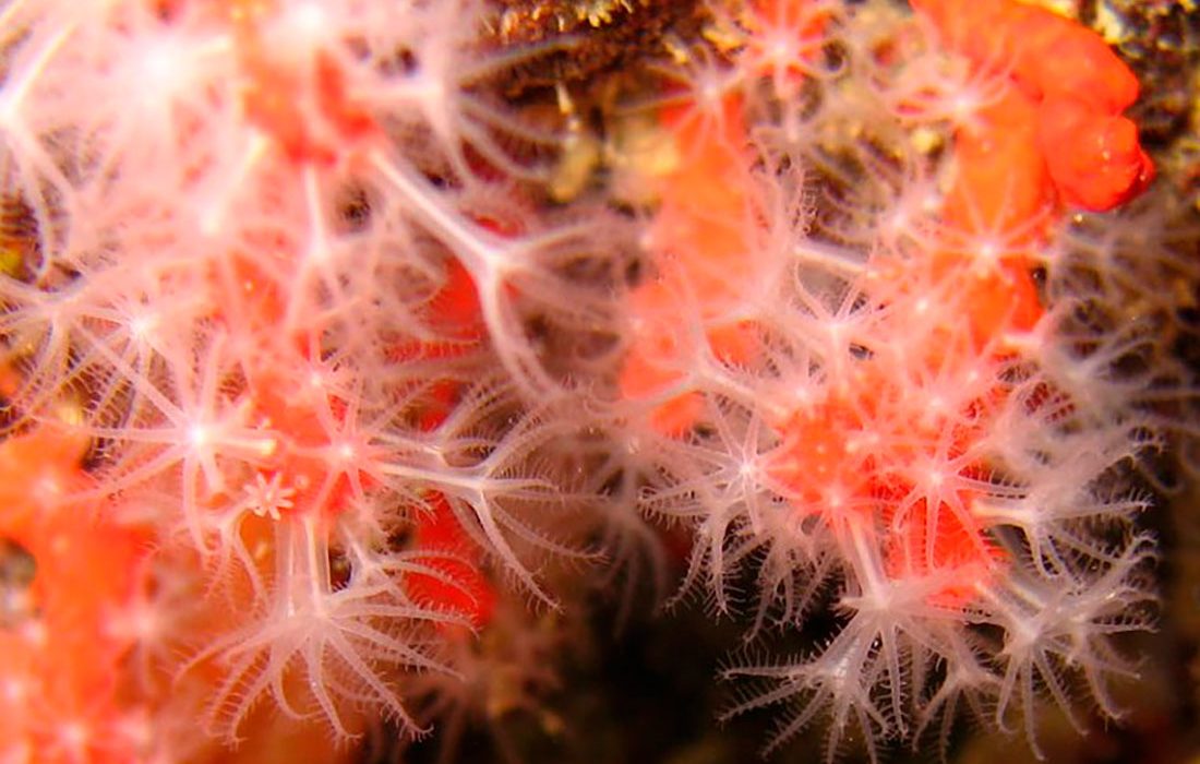 Las olas de calor podrían reducir la supervivencia de las larvas de los corales en el Mediterráneo
