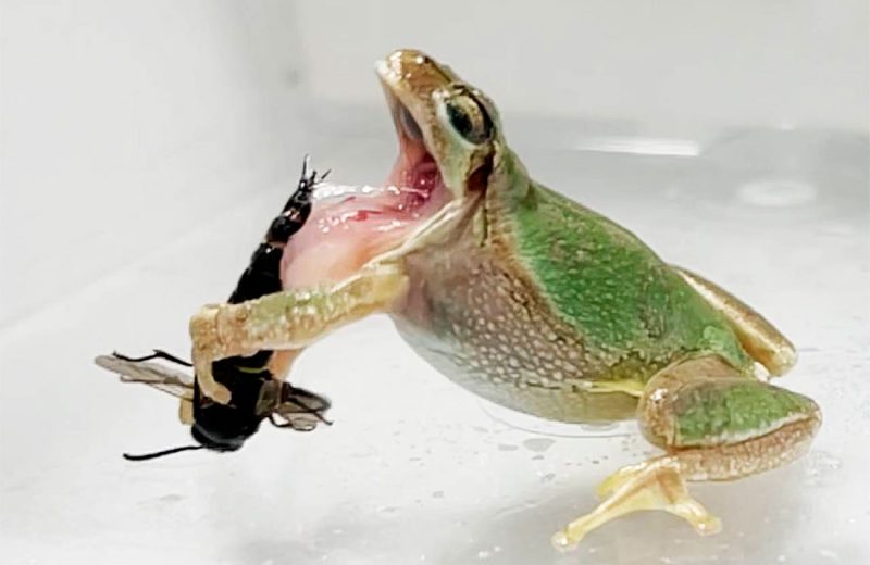 Esta avispa macho utiliza sus espinas genitales afiladas para atacar y picar a las ranas arborícolas que las amenazan